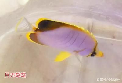 海水觀賞魚的溫度（海水觀賞魚對(duì)水溫的要求） 錦鯉飼料 第1張