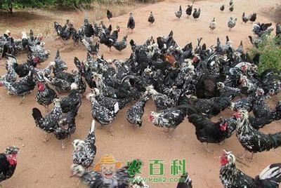 赤荔鳳冠魚喂什么好（赤荔鳳冠魚的喂養(yǎng)注意事項(xiàng)）