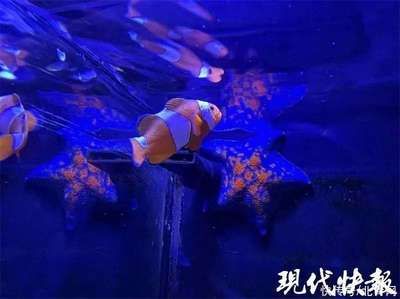 觀賞魚海魚好養(yǎng)嗎知乎推薦（海水觀賞魚的飼養(yǎng)） 南美異型魚 第4張