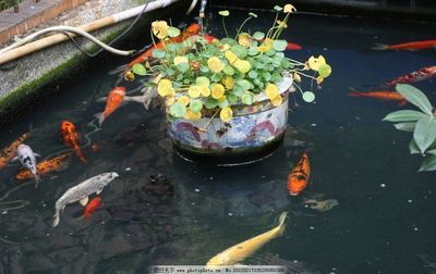 公園觀賞魚(yú)能不能吃蝦（公園觀賞魚(yú)能否吃蝦） 七紋巨鯉魚(yú) 第1張