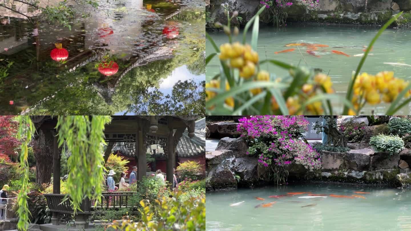 公園觀賞魚(yú)能不能吃蝦（公園觀賞魚(yú)能否吃蝦） 七紋巨鯉魚(yú) 第4張