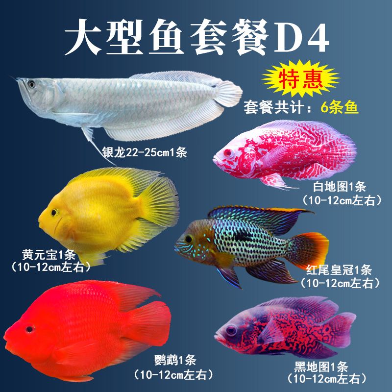 大型紅色觀賞魚有哪些品種好養(yǎng)（大型紅色觀賞魚需要注意的品種和飼養(yǎng)條件和飼養(yǎng)要點(diǎn)） 稀有紅龍品種 第3張