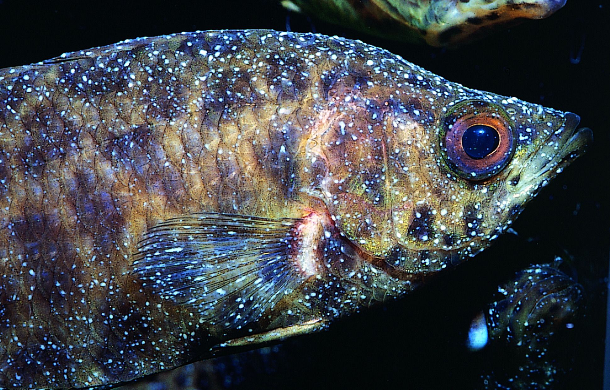 觀賞魚治療白點病需要停食嗎（治療觀賞魚白點病需要停止喂食嗎？） yee 第3張