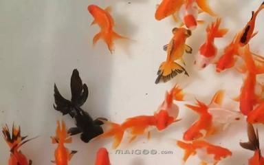 白色觀賞魚有什么品種的（白色觀賞魚的品種：白色觀賞魚的品種和飼養(yǎng)要求） 觀賞龜/鱉飼料 第3張