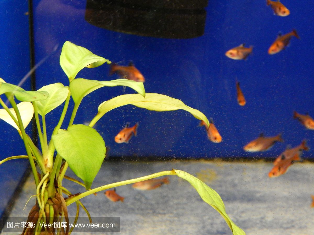 觀賞魚植物（水培花卉與觀賞魚共生養(yǎng)殖技巧） 龍魚芯片掃碼器 第1張