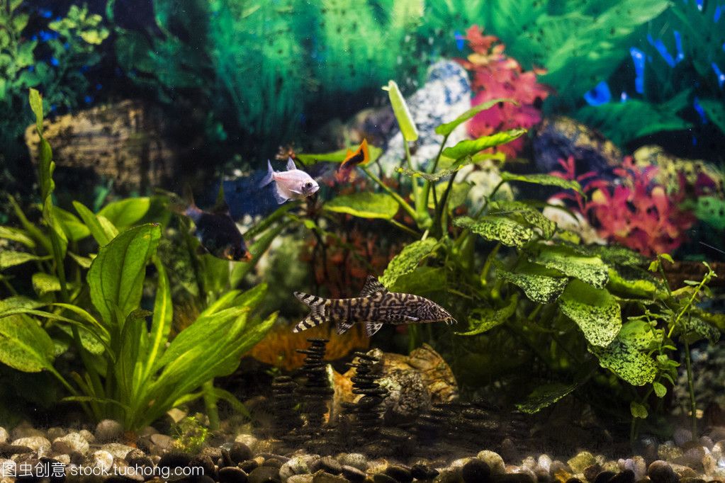 觀賞魚植物（水培花卉與觀賞魚共生養(yǎng)殖技巧） 龍魚芯片掃碼器 第3張