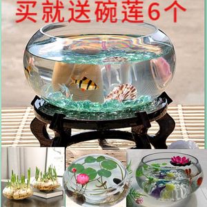 玻璃金魚(yú)缸可以養(yǎng)水仙嗎（水仙花可以養(yǎng)在金魚(yú)缸中嗎？）