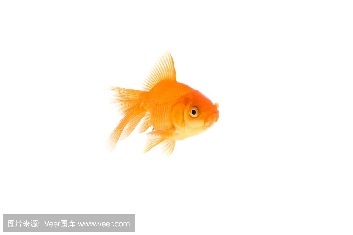 畫畫魚缸里的金魚（畫金魚的基本步驟和技巧）