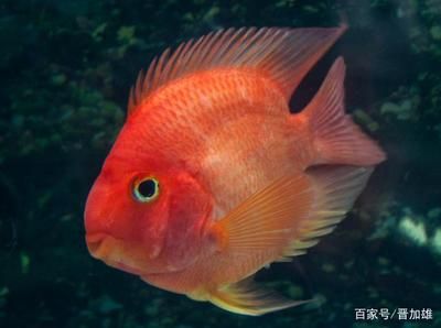 紅財(cái)神鸚鵡魚（紅財(cái)神鸚鵡魚的飼養(yǎng)技巧）