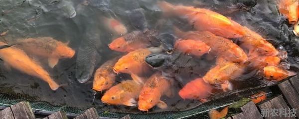 觀賞魚身上有白色絮狀物怎么治療（觀賞魚水霉病的治療方法） 白子關(guān)刀魚 第1張