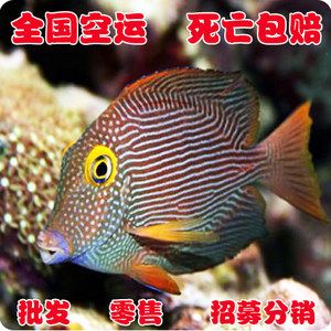 觀賞魚可以空運(yùn)嗎（觀賞魚是可以空運(yùn)的，但需要注意以下幾點(diǎn)信息僅供參考） 馬印水族 第4張