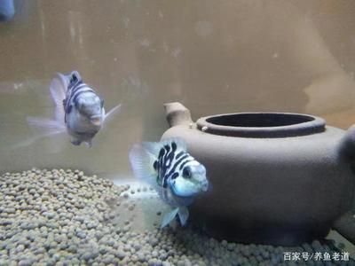 觀賞魚混養(yǎng)好還是單養(yǎng)好呢（如何科學(xué)混養(yǎng)觀賞魚） 沖氧泵 第3張