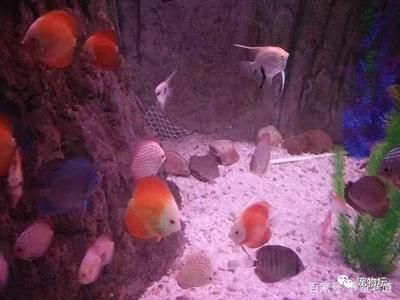 觀賞魚突然大量死亡什么原因造成的（觀賞魚死亡的原因有哪些？） 黑白雙星 第1張