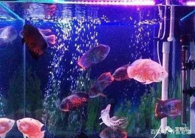 觀賞魚突然大量死亡什么原因造成的（觀賞魚死亡的原因有哪些？） 黑白雙星 第3張