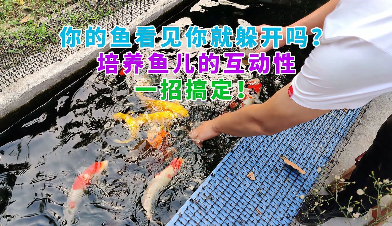 互動性好的觀賞魚有哪些品牌（如何提高觀賞魚的互動性） 稀有金龍魚 第2張