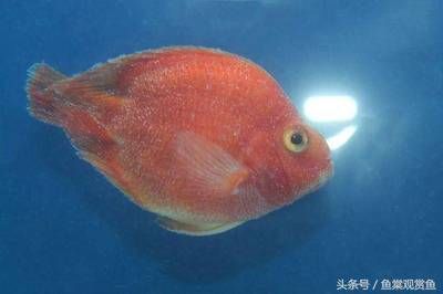 觀賞魚的溫度在多少度會死（觀賞魚的水溫管理） 玫瑰銀版魚 第3張