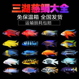 廣州海水觀賞魚(yú)廠家有哪些（廣州水族器材市場(chǎng)的現(xiàn)狀與未來(lái)隨著觀賞魚(yú)養(yǎng)殖業(yè)的發(fā)展）