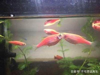 觀賞魚斗魚怎么養(yǎng)好（斗魚的飼養(yǎng)技術(shù)）