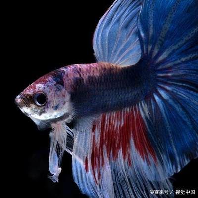 觀賞魚斗魚怎么養(yǎng)好（斗魚的飼養(yǎng)技術(shù)）