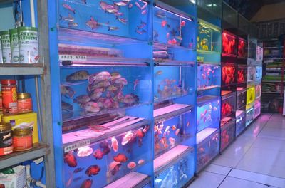 觀賞魚店鋪名（觀賞魚店鋪命名技巧） 奈及利亞紅圓點狗頭 第3張