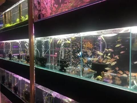 觀賞魚店鋪名（觀賞魚店鋪命名技巧） 奈及利亞紅圓點狗頭 第1張