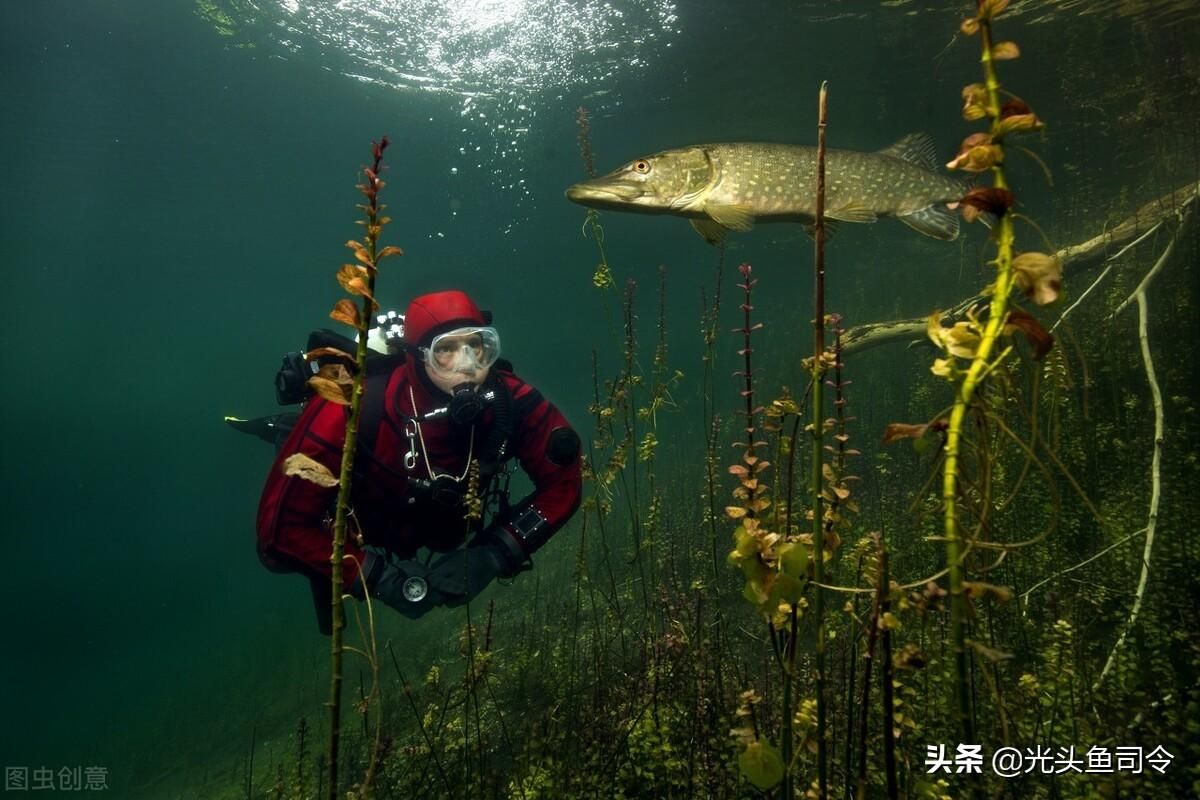 狗魚觀賞魚怎么養(yǎng)（狗頭魚的起源與分類） 翡翠鳳凰魚 第3張