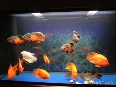 觀賞魚什么魚混養(yǎng)好養(yǎng)一點(diǎn)（關(guān)于觀賞魚混養(yǎng)的建議） 名貴錦鯉魚 第4張