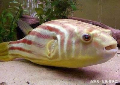 狗頭魚要死的前兆（斑馬狗頭魚死亡的前兆） 藍帆三間魚 第1張