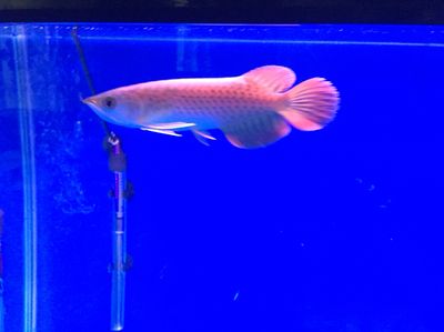 廣東水族批發(fā)市場有哪些品種魚（廣東水族市場探秘） 黃寬帶蝴蝶魚 第1張