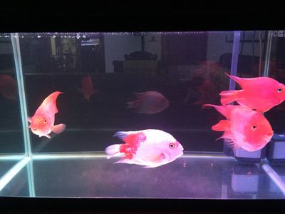 觀賞魚買賣平臺（觀賞魚交易平臺）