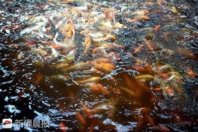 觀賞魚出口最多的國家（全球觀賞魚出口國際貿易現狀全球觀賞魚貿易現狀） 三間鼠魚 第1張