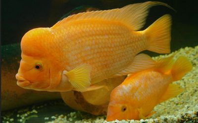 德瑞鸚鵡魚(yú)飼料怎么樣（德瑞水族血鸚鵡魚(yú)增紅增色飼料） 黃金斑馬魚(yú)