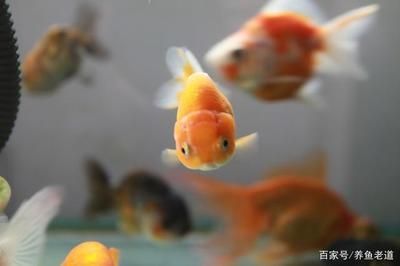 觀賞魚浮在水面上不動怎么回事（觀賞魚浮在水面上不動可能是患魚鰾失調(diào)癥的生理適應）