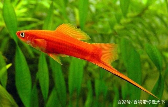 比較安靜的觀賞魚(yú)（冷水魚(yú)適合安靜的水族箱環(huán)境） 黃金達(dá)摩魚(yú) 第1張