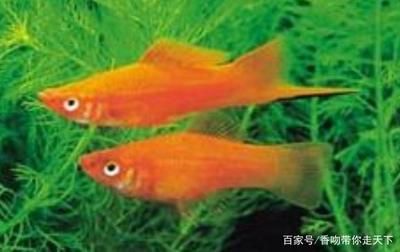 比較安靜的觀賞魚(yú)（冷水魚(yú)適合安靜的水族箱環(huán)境） 黃金達(dá)摩魚(yú) 第4張