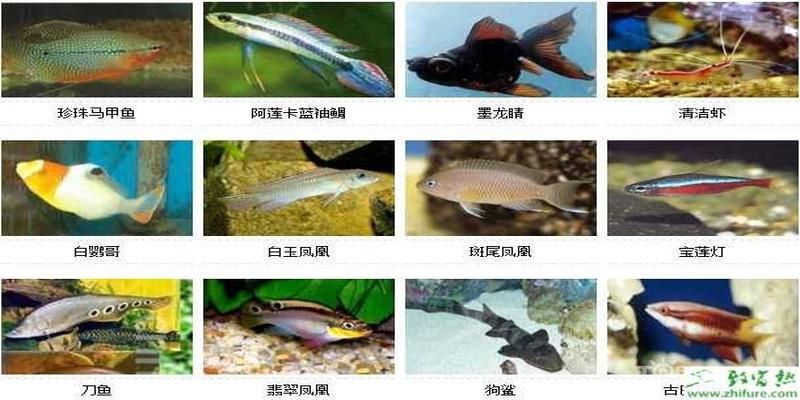 非洲熱帶觀賞魚 生態(tài)瓶/創(chuàng)意缸/桌面微景缸 第1張