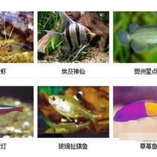 非洲熱帶觀賞魚 生態(tài)瓶/創(chuàng)意缸/桌面微景缸 第3張