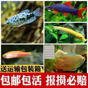 觀賞魚快遞5天能活嗎（如何提高觀賞魚存活率） 觀賞魚進(jìn)出口 第1張