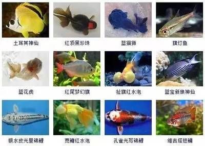 大型觀賞魚圖鑒（大型觀賞魚的選擇與養(yǎng)護） 粗線銀版魚 第1張