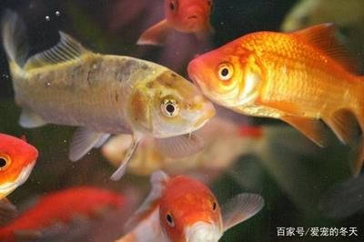 觀賞魚金魚怎么養(yǎng)（金魚飼養(yǎng)技巧） 狗仔（招財貓)魚苗 第1張