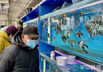 韓國觀賞魚市場（韓國觀賞魚產業(yè)鏈） 大嘴鯨魚 第2張