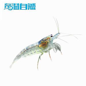 觀賞魚糧品牌排行（觀賞魚品牌排行：-神陽錦鯉飼料增色增體上浮不渾水抗?。? title=