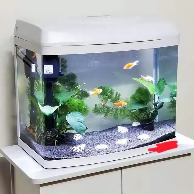 海水觀賞魚價格排行（海水觀賞魚價格） 龍魚芯片掃碼器 第4張