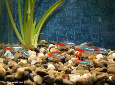 觀賞魚水族館照片高清（水族館的高清圖片、水族館圖片、水族館圖片、水族館圖片大全） 仟湖 第1張