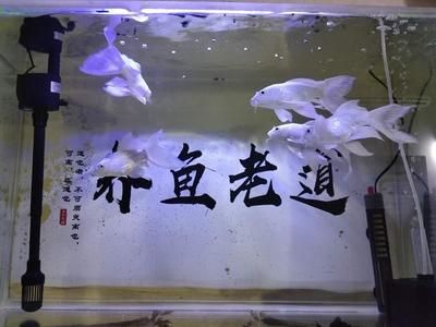 蝴蝶鯉魚缸背景什么顏色好看點(diǎn)（養(yǎng)蝴蝶鯉的色彩心理學(xué)） 細(xì)線銀板魚苗 第1張