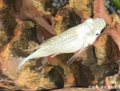 觀賞魚紅嘴?。ㄓ^賞魚紅嘴病如何治療） 泰龐海蓮魚 第3張