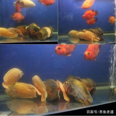 觀賞魚紅嘴?。ㄓ^賞魚紅嘴病如何治療） 泰龐海蓮魚 第4張