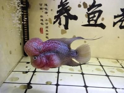 觀賞魚得了腸炎怎么治（如何治療觀賞魚腸炎）