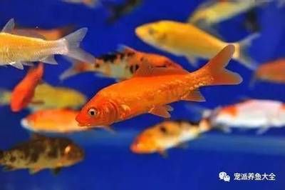 觀賞魚什么品種好（觀賞魚怎么養(yǎng)？） 名貴錦鯉魚 第3張