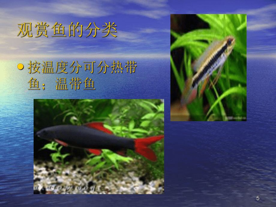 觀賞魚PPT（關(guān)于觀賞魚ppt的一些推薦和介紹和介紹和介紹） 哥倫比亞巨暴魚苗 第2張